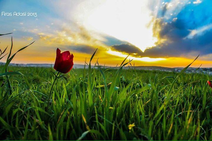 A Flower at Sunset